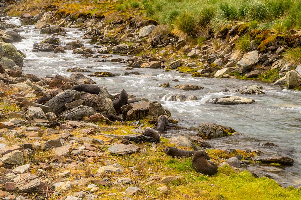 Antarctica, South Georgia. Fur seals along a stream. art print by Jaynes Gallery for $57.95 CAD