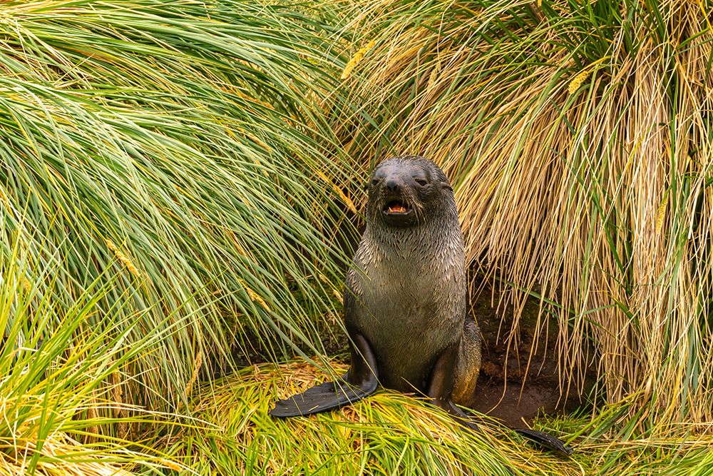 Antarctica, South Georgia. Fur seal pup in tussock grass. art print by Jaynes Gallery for $57.95 CAD