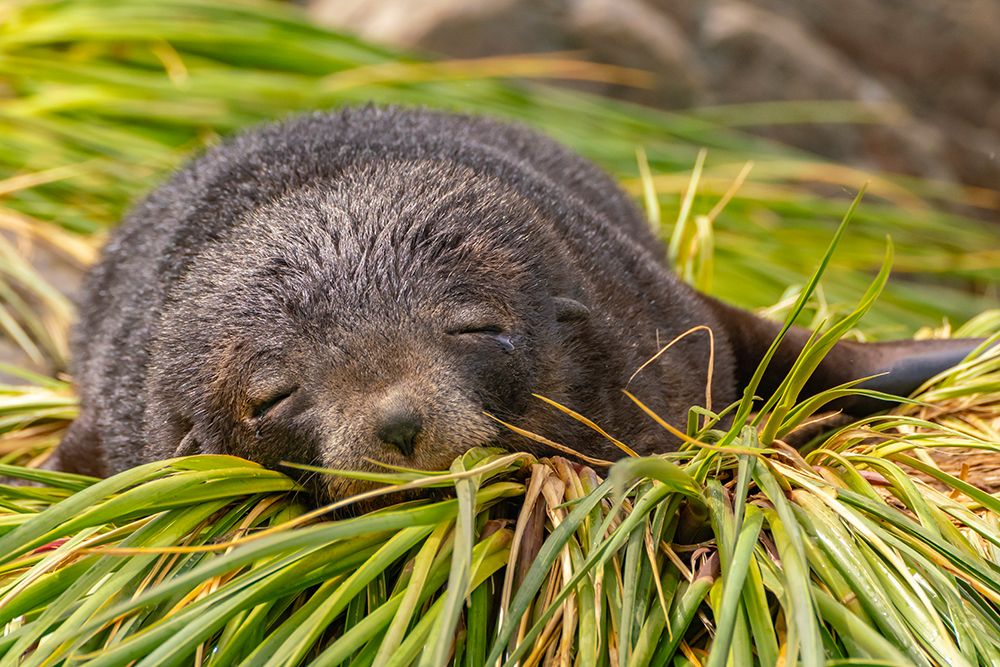 Antarctica, South Georgia. Fur seal female sleeping. art print by Jaynes Gallery for $57.95 CAD