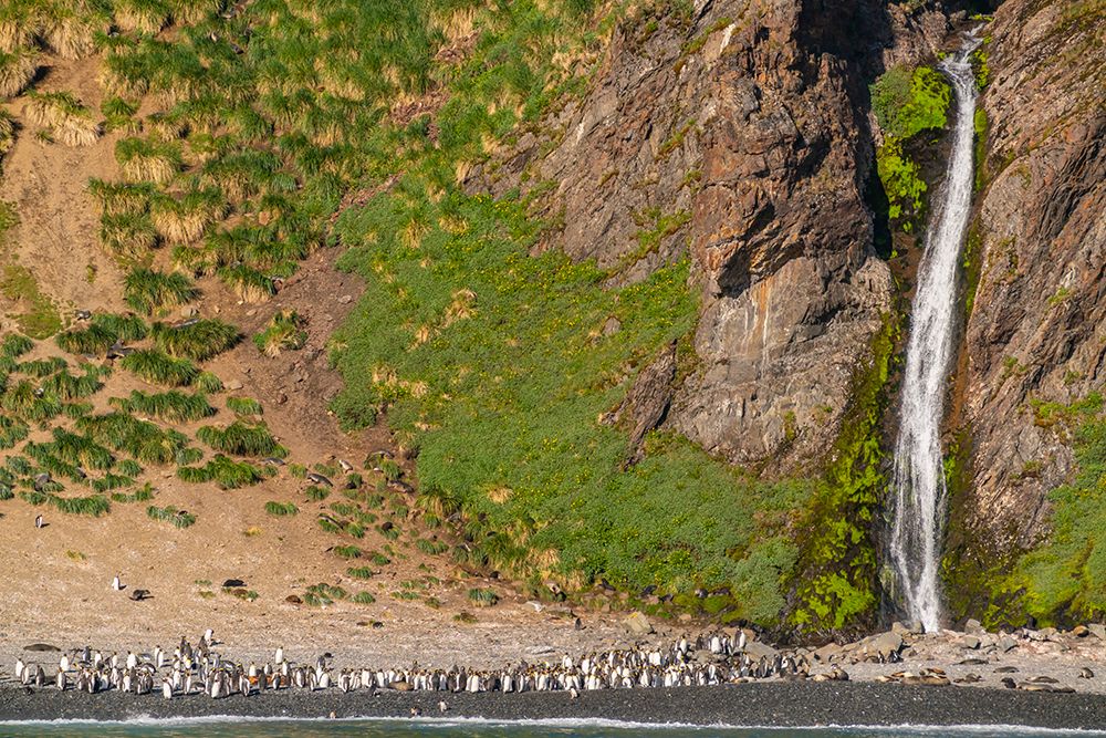 Antarctica, South Georgia. Mountain waterfall and king penguins. art print by Jaynes Gallery for $57.95 CAD