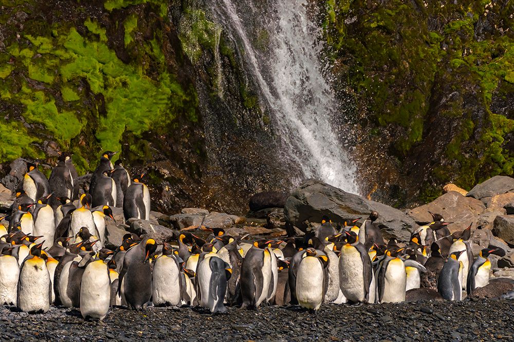 Antarctica, South Georgia. Mountain waterfall and penguins. art print by Jaynes Gallery for $57.95 CAD