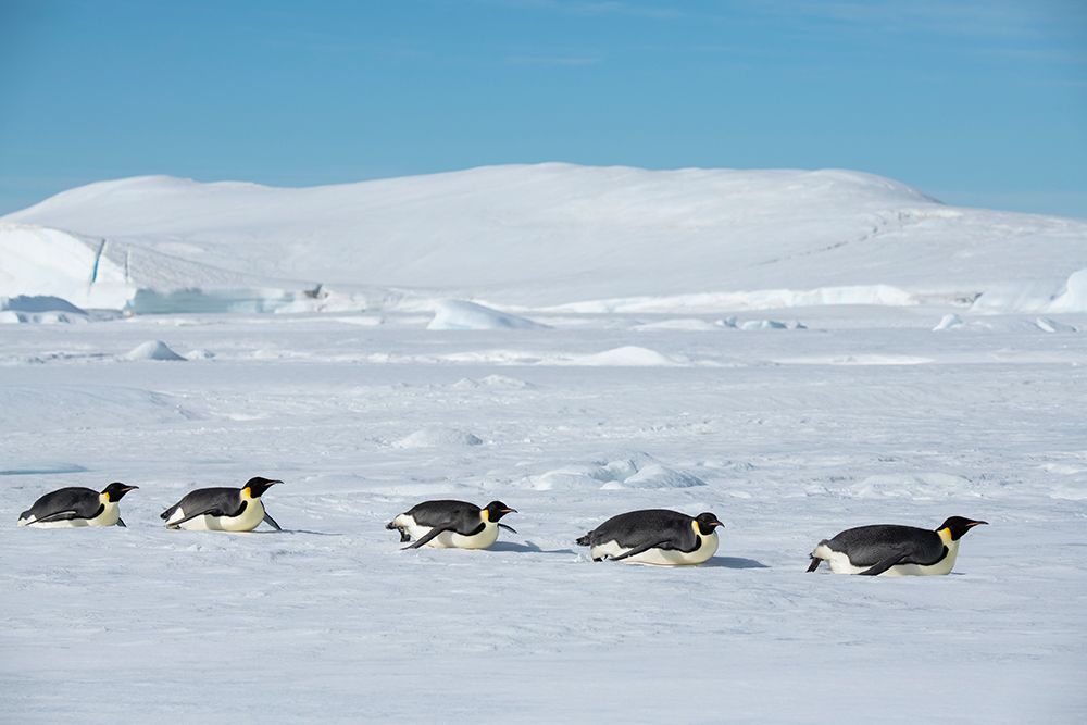 Antarctica-Weddell Sea-Snow Hill. Emperor penguins toboggining. art print by Cindy Miller Hopkins for $57.95 CAD