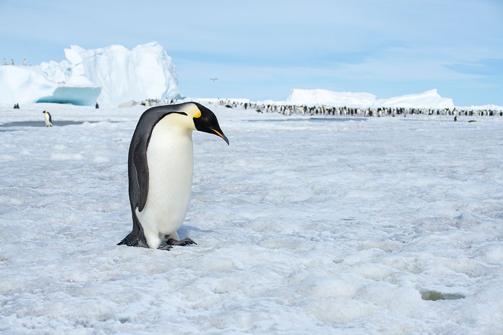 Antarctica-Weddell Sea-Snow Hill. Emperor penguins adult with colony in distance. art print by Cindy Miller Hopkins for $57.95 CAD