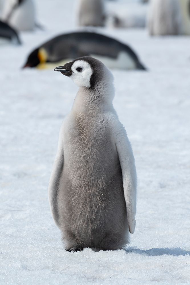 Antarctica-Weddell Sea-Snow Hill. Emperor penguin chick art print by Cindy Miller Hopkins for $57.95 CAD