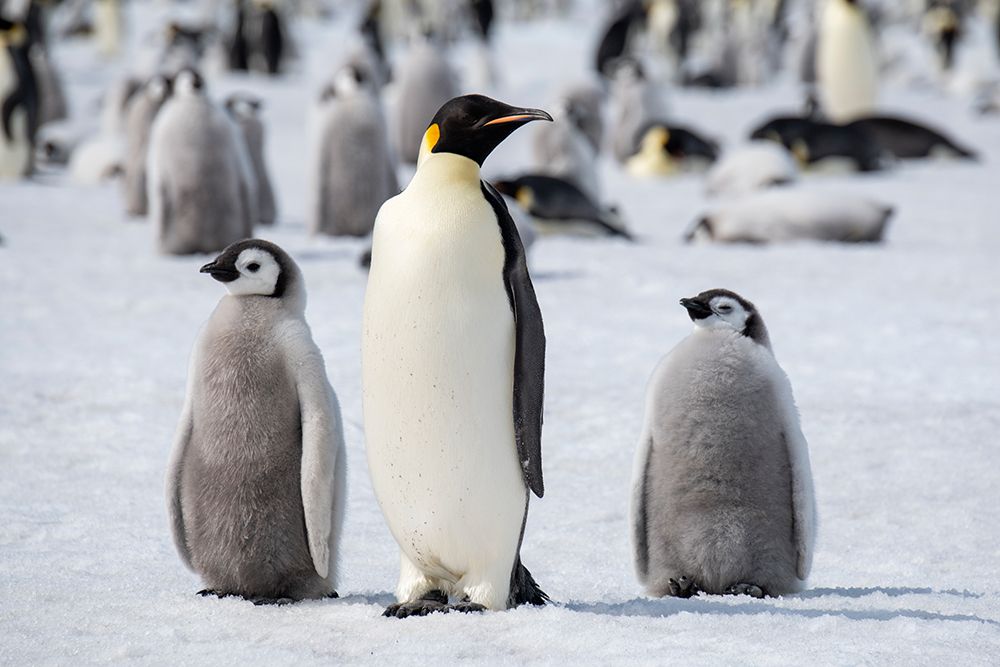 Antarctica-Weddell Sea-Snow Hill. Emperor penguins adult with chicks. art print by Cindy Miller Hopkins for $57.95 CAD