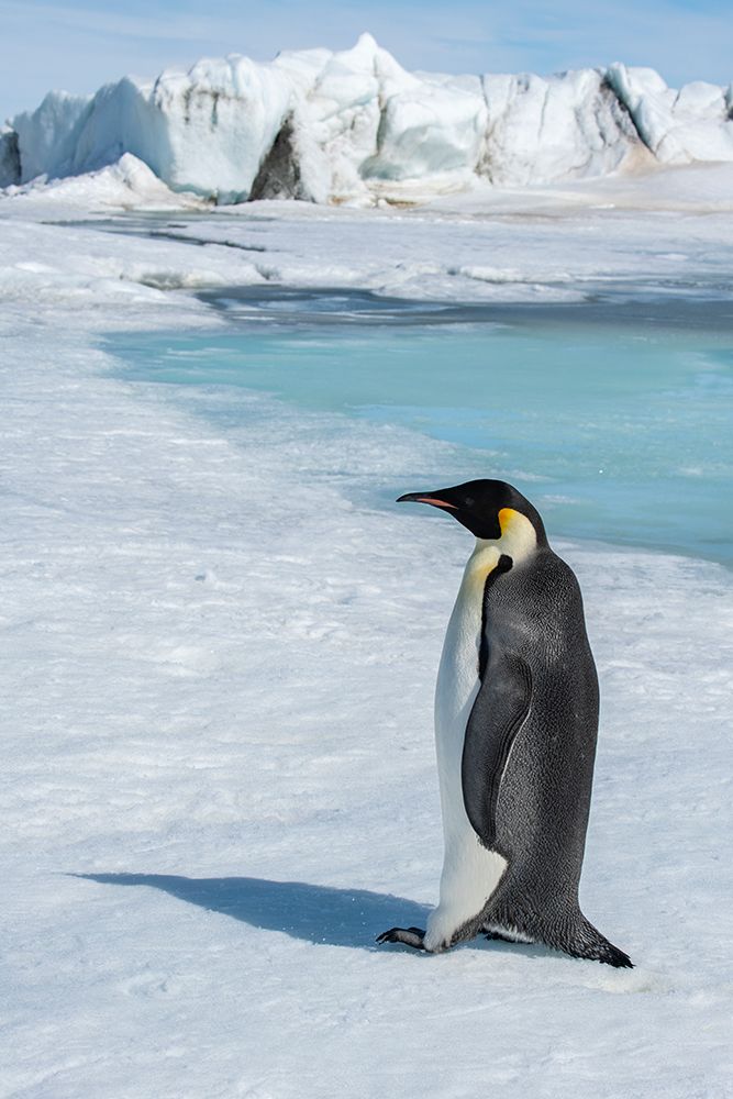 Antarctica-Weddell Sea-Snow Hill. Emperor penguin art print by Cindy Miller Hopkins for $57.95 CAD