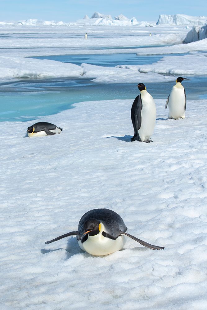 Antarctica-Weddell Sea-Snow Hill. Emperor penguins toboggining. art print by Cindy Miller Hopkins for $57.95 CAD