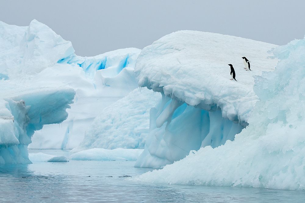 Antarctica-Vega Island-aka Devil Island. Adelie penguins on blue iceberg. art print by Cindy Miller Hopkins for $57.95 CAD