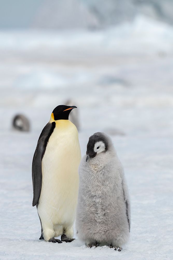 Antarctica-Weddell Sea-Snow Hill. Emperor penguins art print by Cindy Miller Hopkins for $57.95 CAD