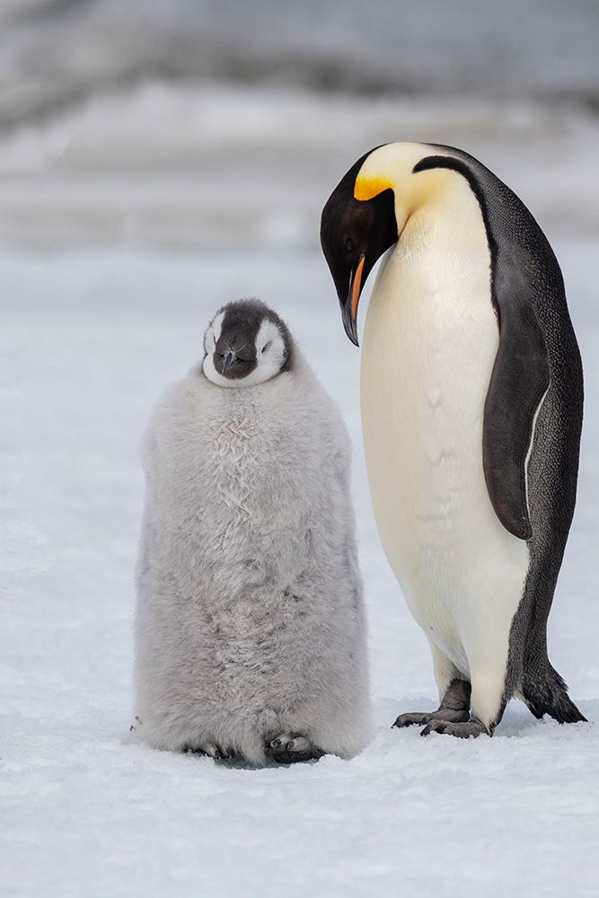 Antarctica-Weddell Sea-Snow Hill. Emperor penguins chick with adult. art print by Cindy Miller Hopkins for $57.95 CAD