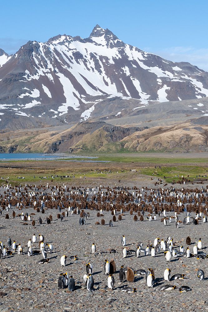 South Georgia, Fortuna Bay. King penguin colony, adults with chicks. art print by Cindy Miller Hopkins for $57.95 CAD