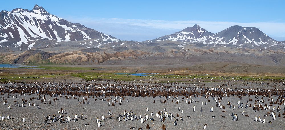 South Georgia, Fortuna Bay. King penguin colony, adults with chicks. art print by Cindy Miller Hopkins for $57.95 CAD