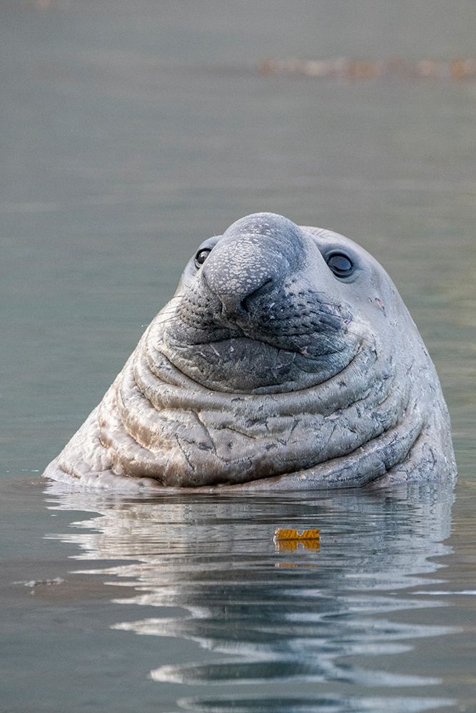 British Overseas Territories, South Georgia Island, Ocean Harbor. Male elephant seal in water. art print by Cindy Miller Hopkins for $57.95 CAD