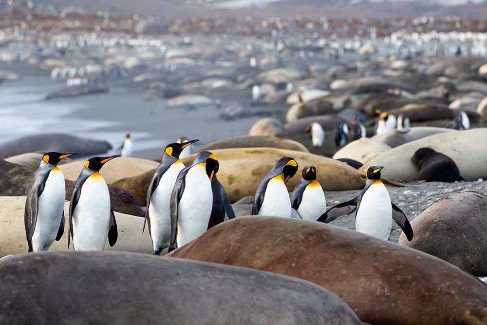 Southern Ocean-South Georgia-A group of king penguins-elephant seals art print by Ellen Goff for $57.95 CAD