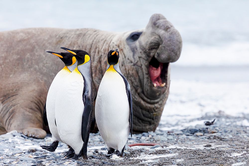 Southern Ocean-South Georgia-Salisbury Plain-king penguin-southern elephant seal art print by Ellen Goff for $57.95 CAD