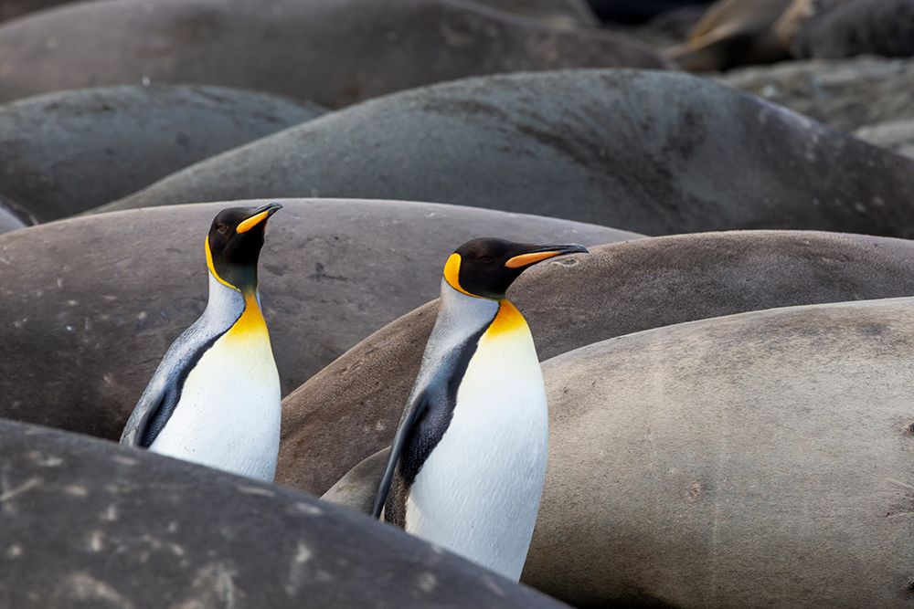 Southern Ocean-South Georgia-King penguins-elephant seals art print by Ellen Goff for $57.95 CAD