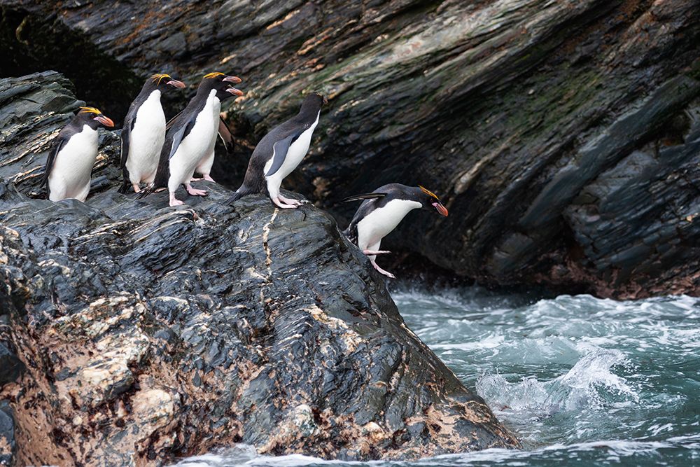 Southern Ocean-South Georgia-Cooper Bay-Macaroni penguins art print by Ellen Goff for $57.95 CAD