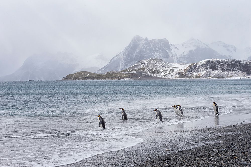 Southern Ocean-South Georgia-Salisbury Plain-penguin art print by Ellen Goff for $57.95 CAD