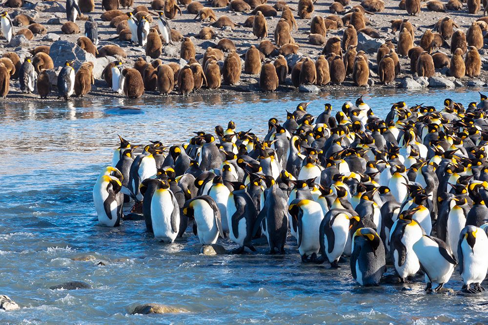 Southern Ocean-South Georgia-St-Andrews Bay-king penguins art print by Ellen Goff for $57.95 CAD