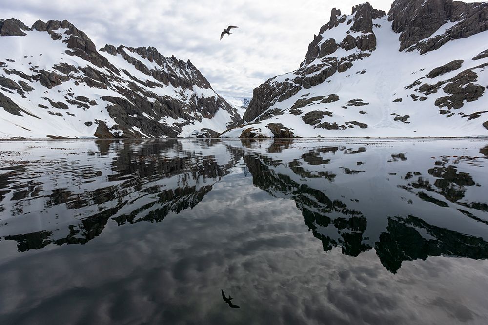 Southern Ocean-South Georgia-Larsen Harbor-Drygalski Fjord art print by Ellen Goff for $57.95 CAD