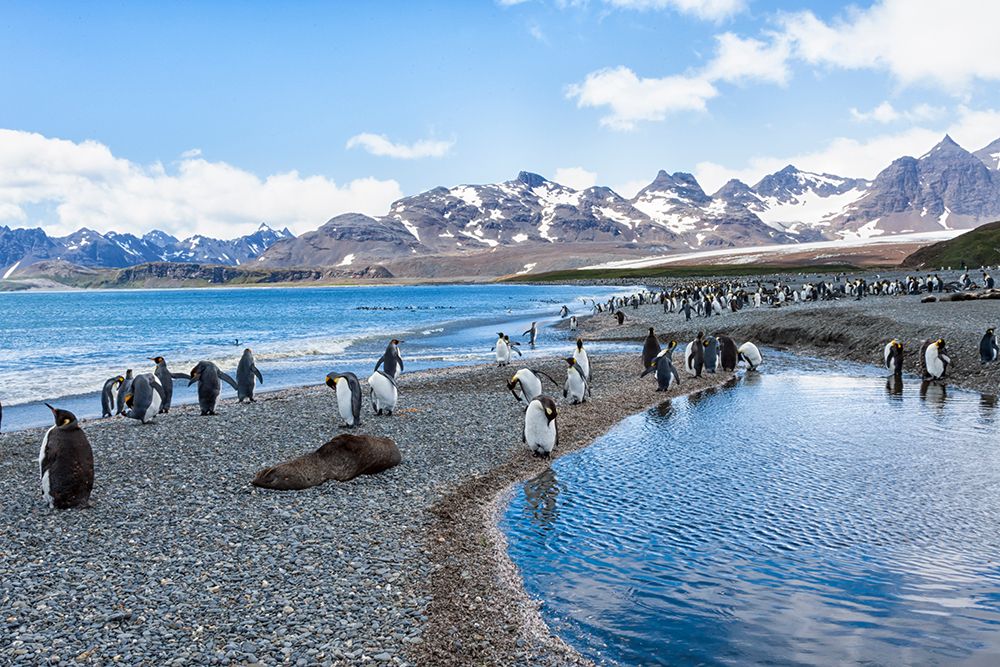 Southern Ocean-South Georgia-Salisbury Plain-mountains art print by Ellen Goff for $57.95 CAD