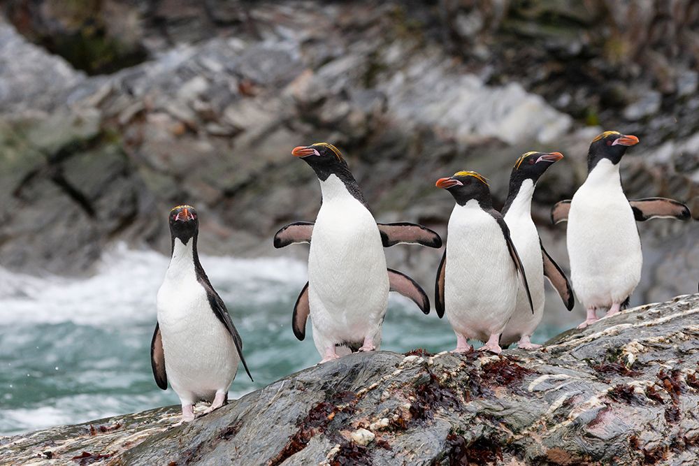 Southern Ocean-South Georgia-Cooper Bay-macaroni penguin art print by Ellen Goff for $57.95 CAD