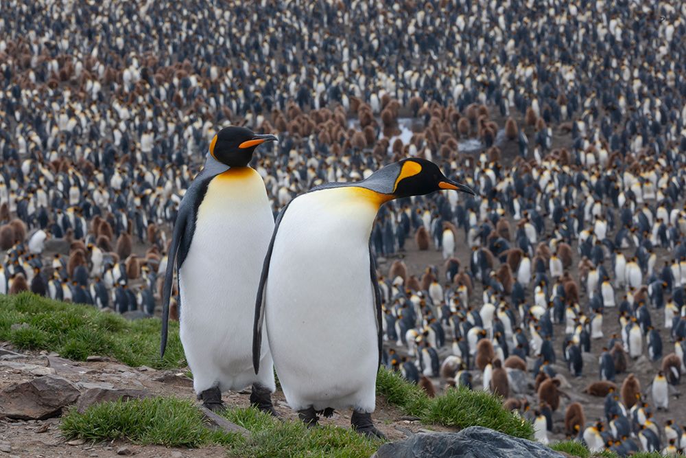 Southern Ocean-South Georgia-St-Andrews Bay-Two adults stand together overlooking the crowded colony art print by Ellen Goff for $57.95 CAD