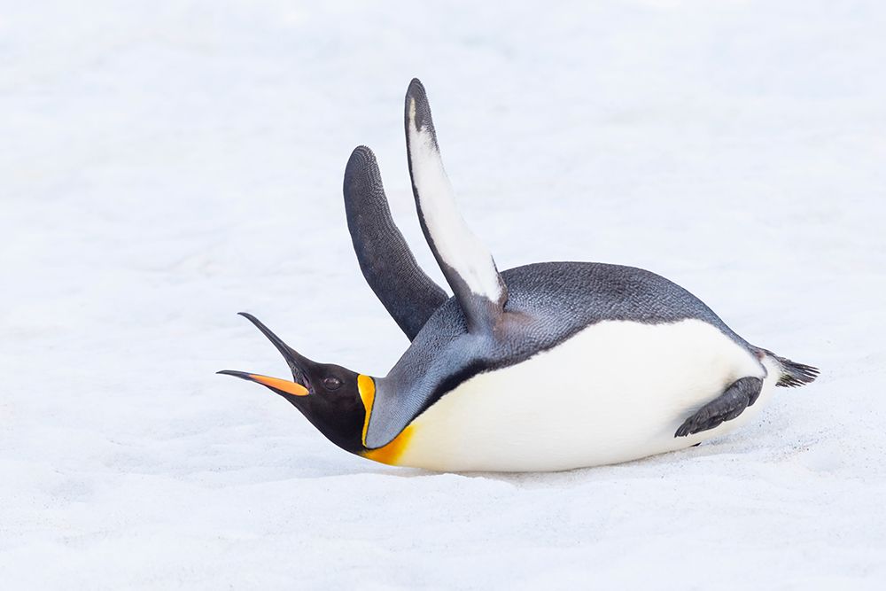 Southern Ocean-South Georgia-A king penguin flaps its flippers and vocalizes while lying down art print by Ellen Goff for $57.95 CAD