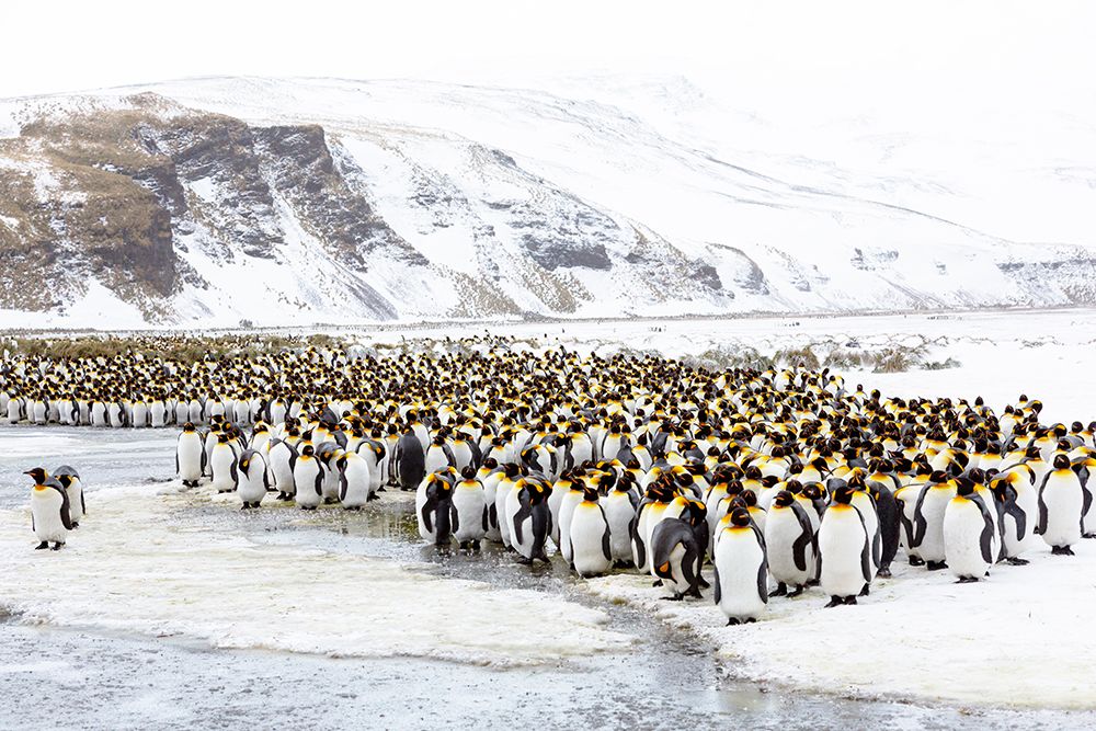 Southern Ocean-South Georgia-Salisbury Plain-Non breeding adults congregate on the icy plains art print by Ellen Goff for $57.95 CAD