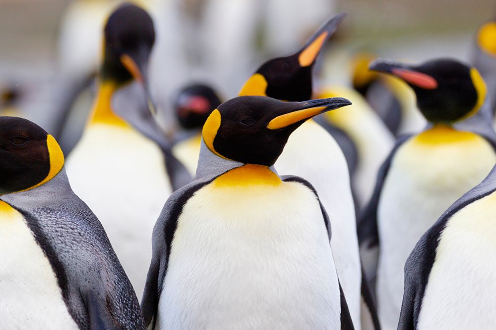 Southern Ocean-South Georgia-Portrait of a king penguin among other adults art print by Ellen Goff for $57.95 CAD