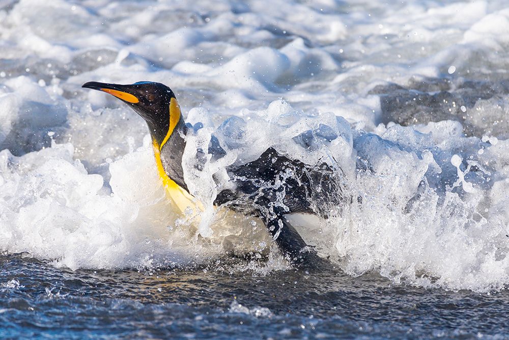 Southern Ocean-South Georgia-A king penguin surfs the waves to the shore art print by Ellen Goff for $57.95 CAD