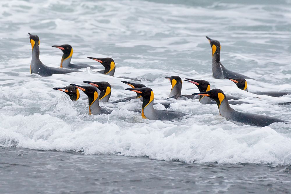 Southern Ocean-South Georgia-A group of king penguins bathe in the surf art print by Ellen Goff for $57.95 CAD