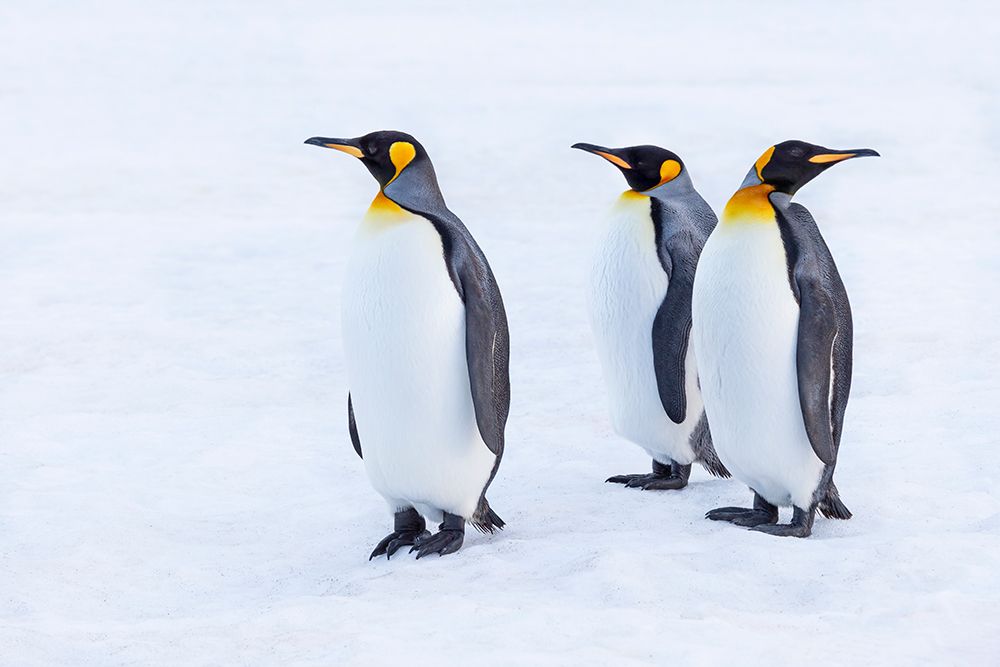 Southern Ocean-South Georgia-Portrait of king penguins in the snow art print by Ellen Goff for $57.95 CAD