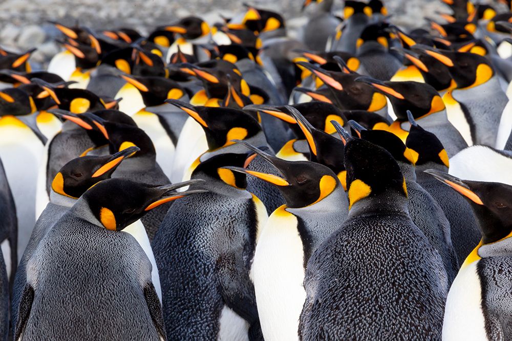 Southern Ocean-South Georgia-Picture of a group of king penguins art print by Ellen Goff for $57.95 CAD
