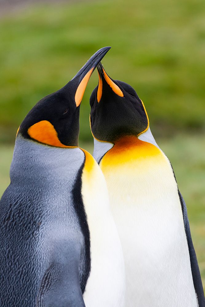 Southern Ocean-South Georgia-Portrait of two courting king penguins art print by Ellen Goff for $57.95 CAD