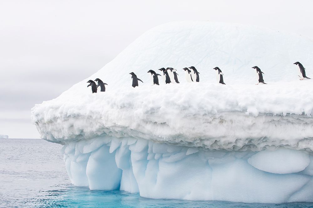 Southern Ocean, Antarctica. A group of Adelie penguins walk around the edge of an iceberg. art print by Ellen B. Goff for $57.95 CAD