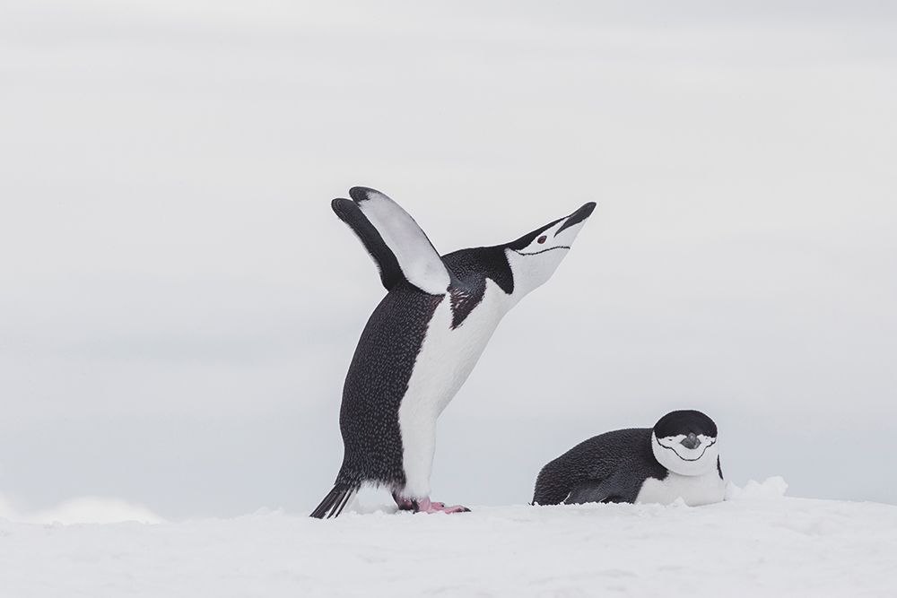 Southern Ocean, Antarctica, Northwest Peninsula. Chinstrap penguin displays over its mate. art print by Ellen B. Goff for $57.95 CAD