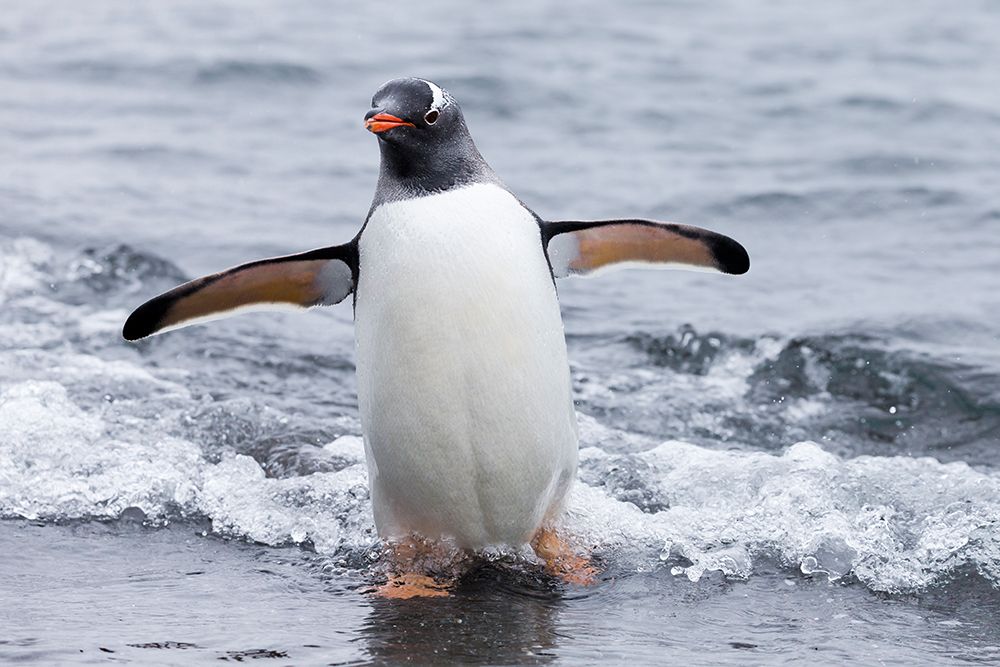 Southern Ocean, Antarctica, Aitcho Island. Gentoo penguin emerges from the ocean. art print by Ellen B. Goff for $57.95 CAD