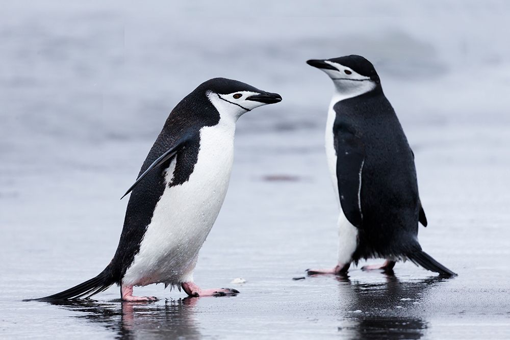Southern Ocean, Antarctica, Aitcho Island. Two chinstrap penguins pass on the beach. art print by Ellen B. Goff for $57.95 CAD