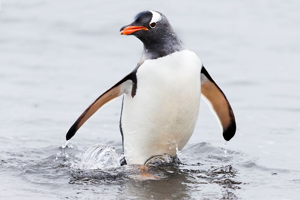 Southern Ocean, Antarctica, Aitcho Island. Gentoo penguin emerges from the ocean. art print by Ellen B. Goff for $57.95 CAD
