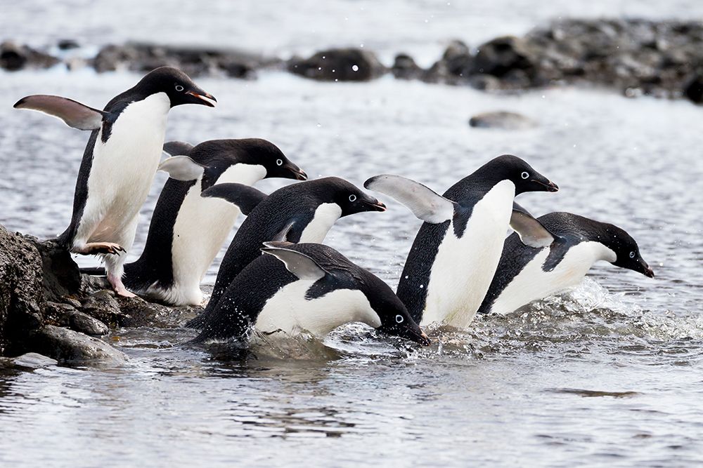 Southern Ocean, Antarctica, Northeast Peninsula. A group of Adelie penguins gather together. art print by Ellen B. Goff for $57.95 CAD