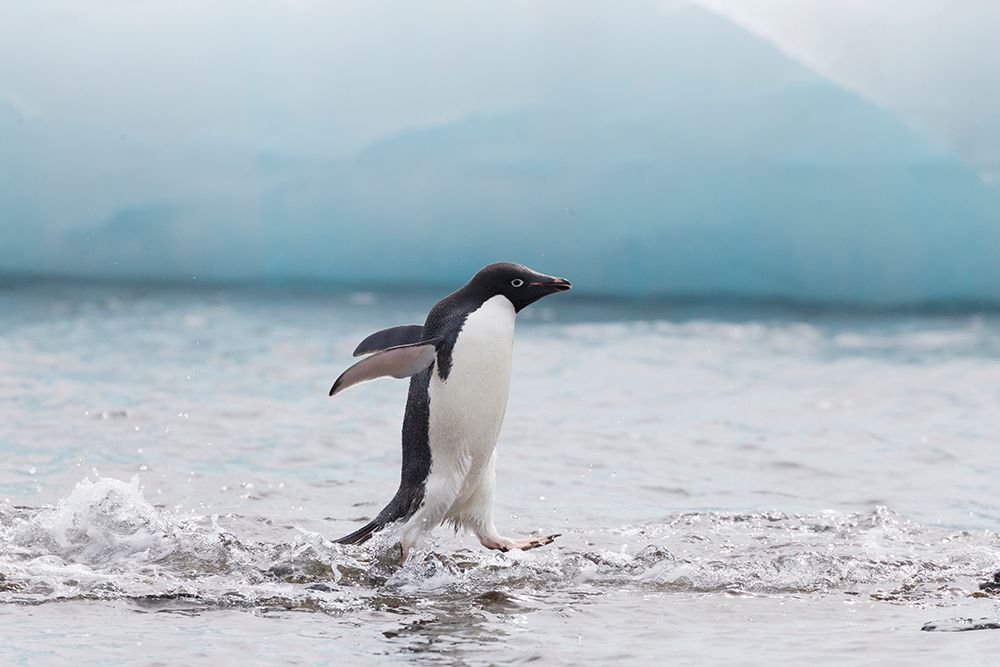 Southern Ocean, Antarctica, Northeast Peninsula. Adelie penguin appears to walk on water. art print by Ellen B. Goff for $57.95 CAD