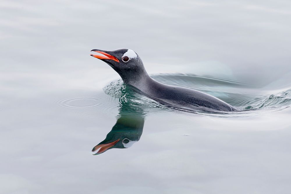 Southern Ocean, Antarctica. A single gentoo penguin pops its head above the silky smooth water. art print by Ellen B. Goff for $57.95 CAD