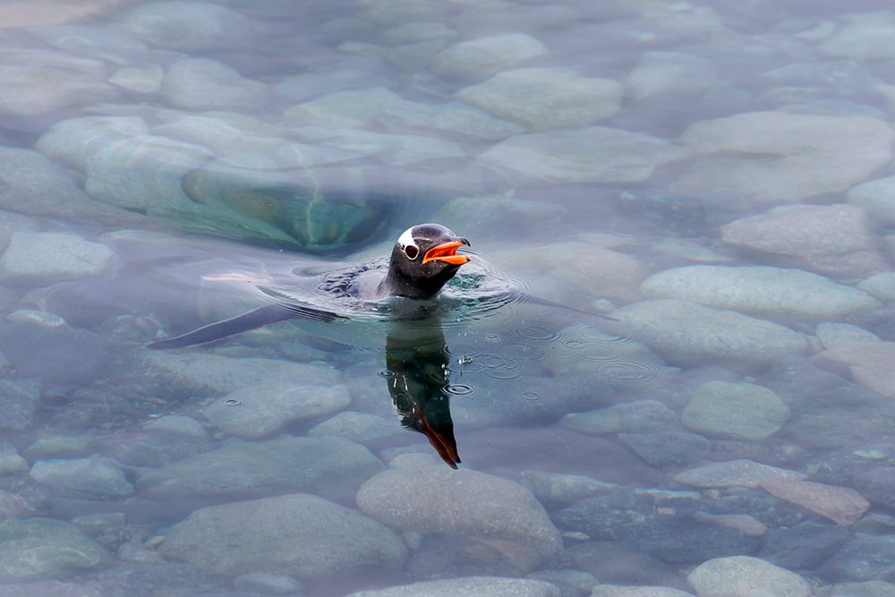 Southern Ocean, Antarctica, Cuverville Island. A penguin pokes its head above the clear water. art print by Ellen B. Goff for $57.95 CAD