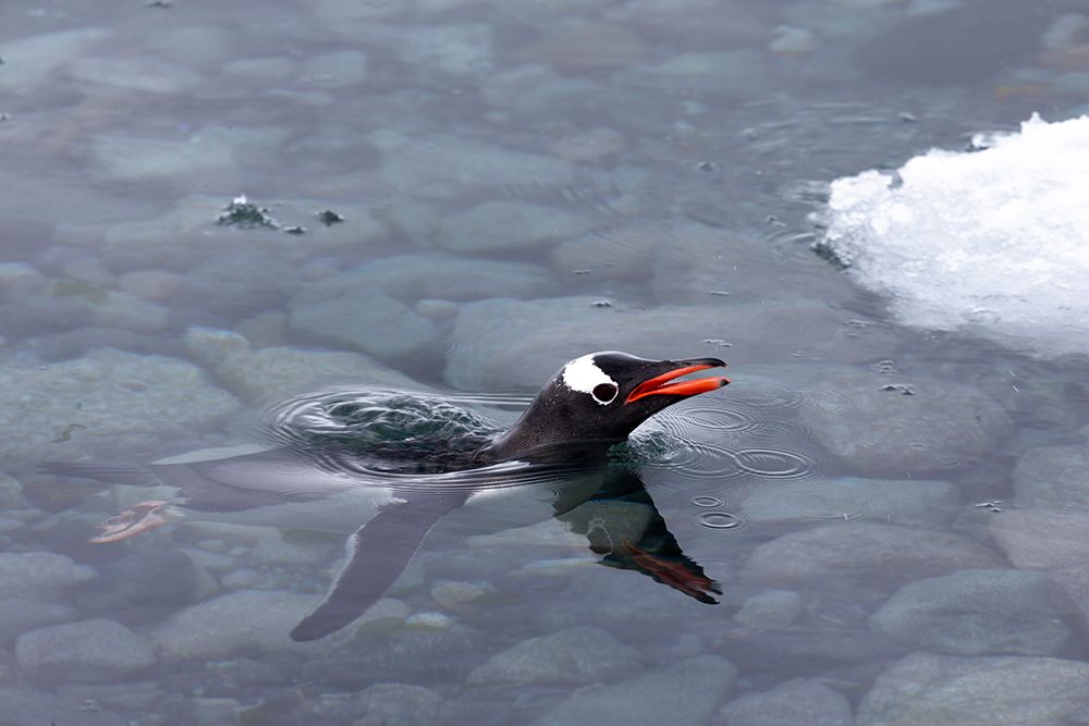 Southern Ocean, Antarctica, Cuverville Island. Gentoo penguin pokes its head up to the surface. art print by Ellen B. Goff for $57.95 CAD