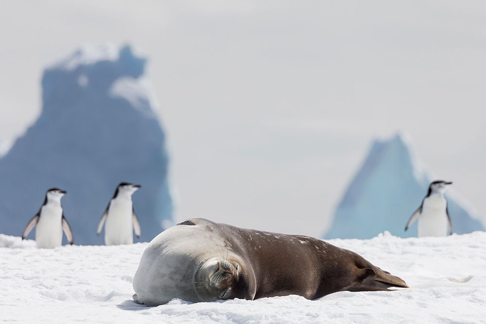 Southern Ocean, Antarctica, Hydrurga Rocks. A Weddell seal rests on the snow, chinstrap penguins art print by Ellen B. Goff for $57.95 CAD