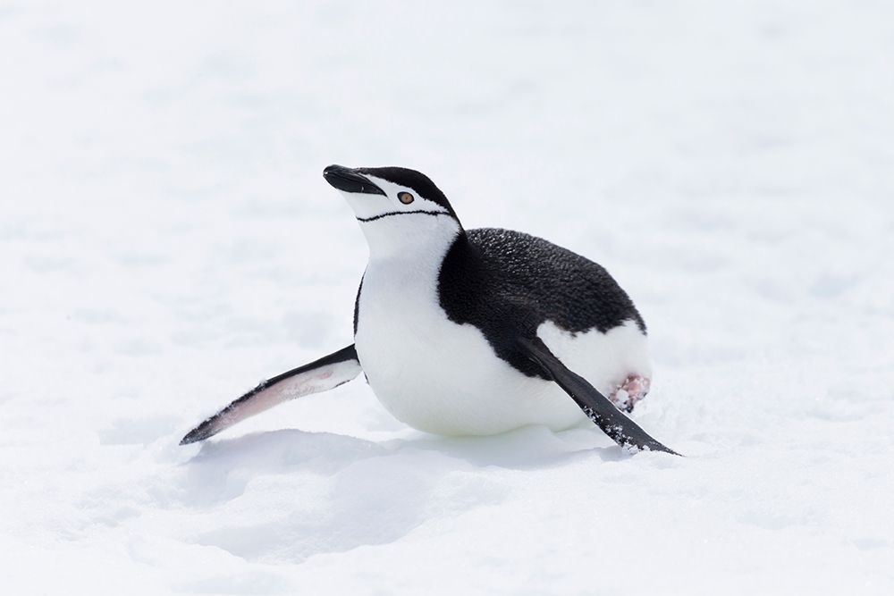 Southern Ocean, Antarctica. Chinstrap penguin propels itself across the snow. art print by Ellen B. Goff for $57.95 CAD