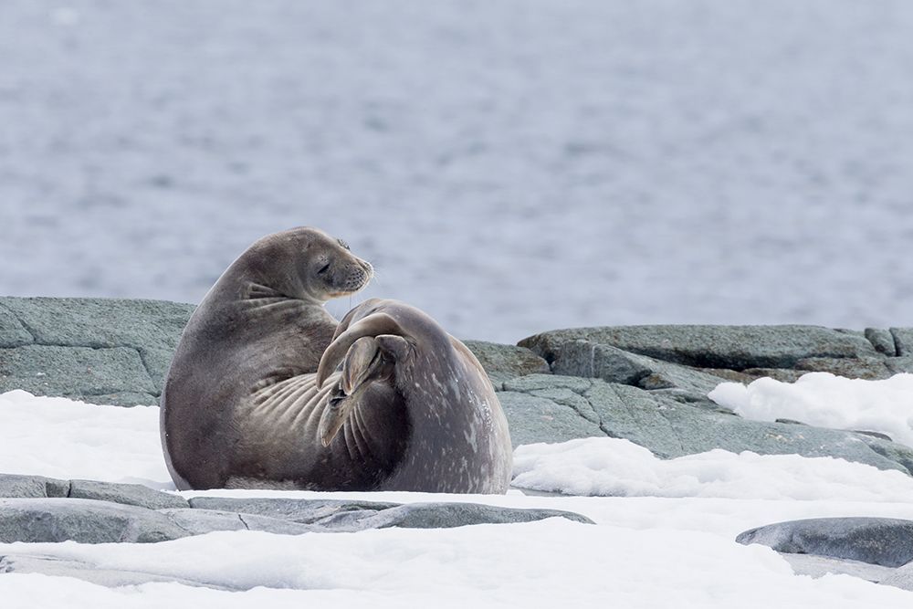 Southern Ocean, Antarctica, Hydrurga Rocks. A Weddell seal resting on the snow covered rocks. art print by Ellen B. Goff for $57.95 CAD