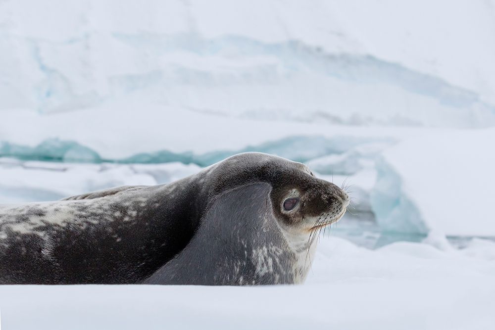 Southern Ocean, Antarctica. A Weddell seal raises its head from its spot on a small iceberg. art print by Ellen B. Goff for $57.95 CAD