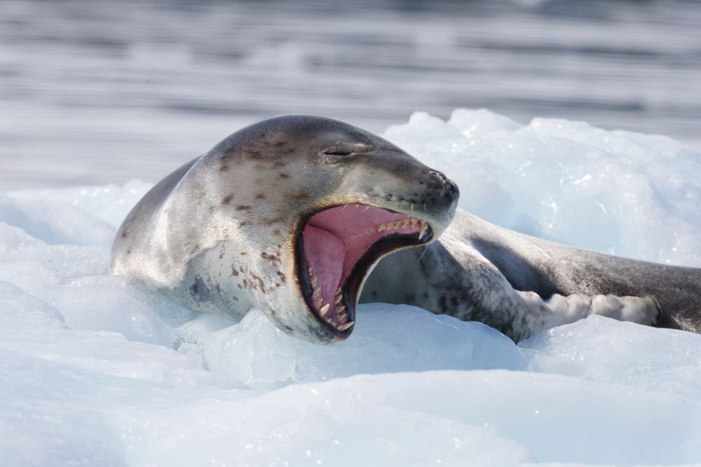 Southern Ocean, Antarctica. A leopard seal, rests on a small iceberg and yawn to show its teeth. art print by Ellen B. Goff for $57.95 CAD